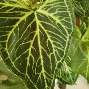 Meet your Posher, Tania